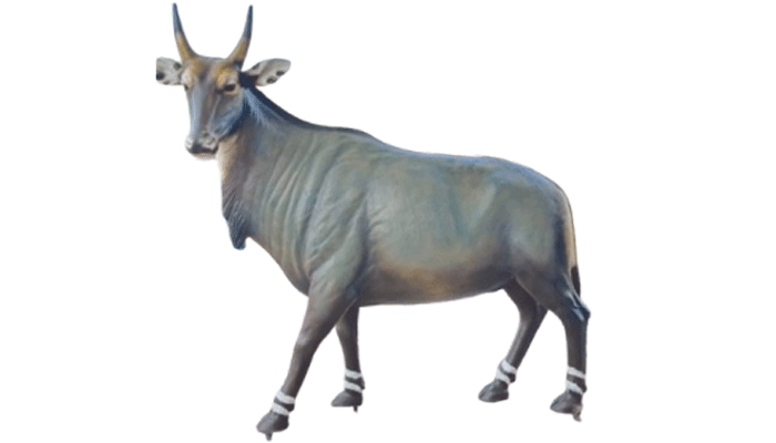 FRP Nilgai