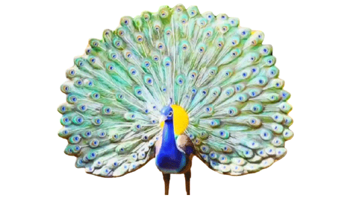 FRP Peacock