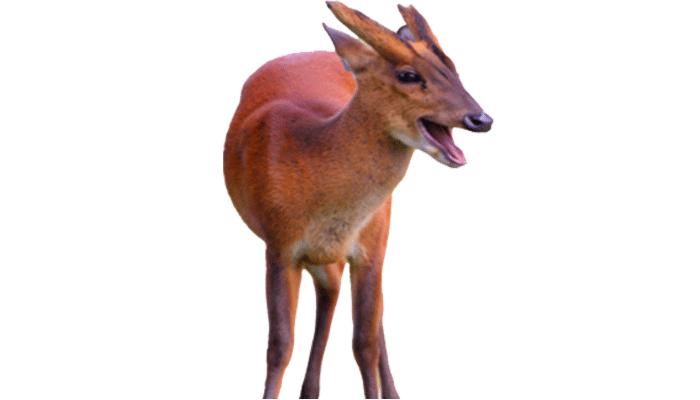 FRP Barking Deer